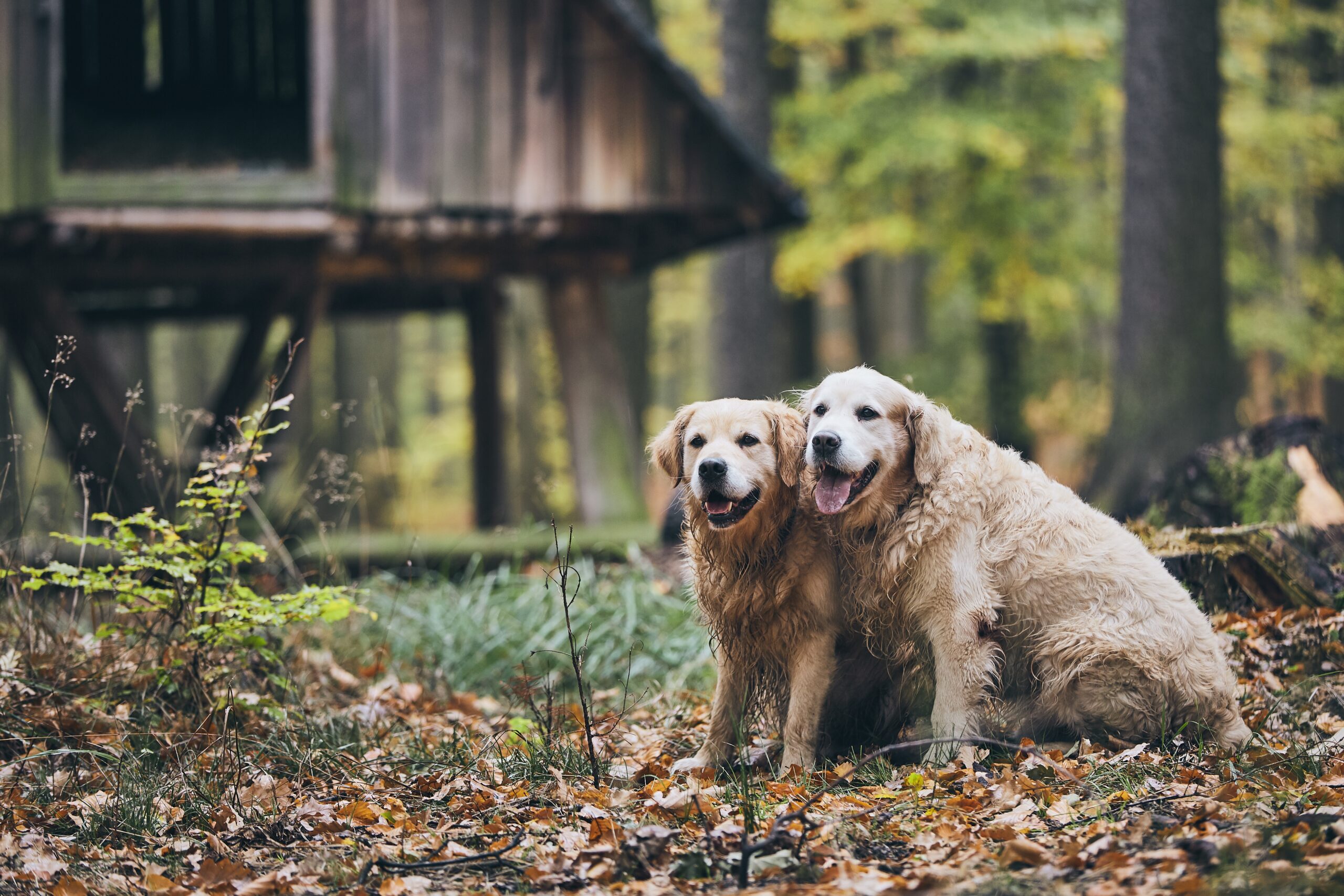 Couple of old dogs