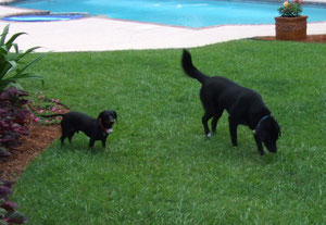 two-dogs-safe-inside-their-underground-electronic-fence