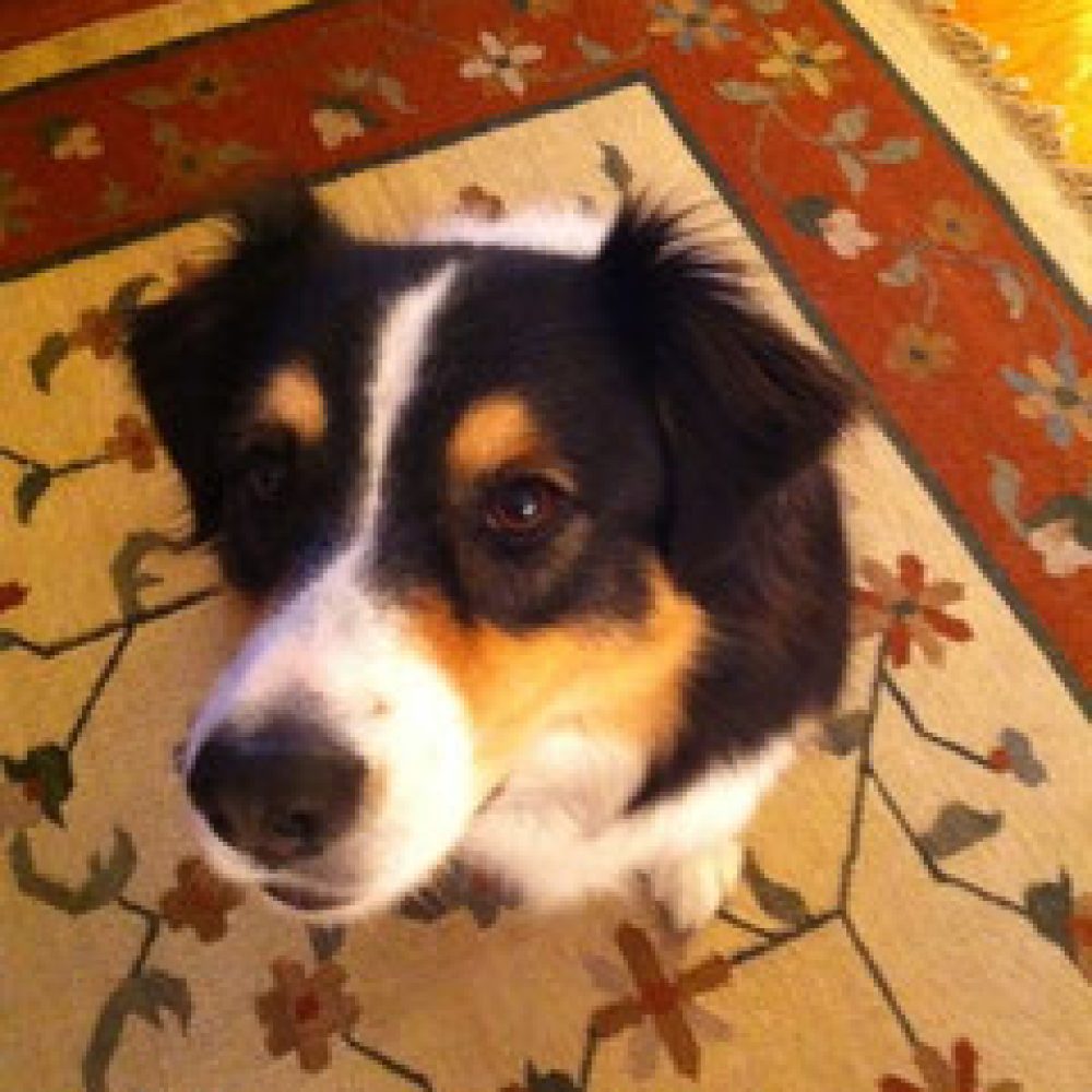 no-invisible-fences-for-me-only-a-hidden-fence-will-do