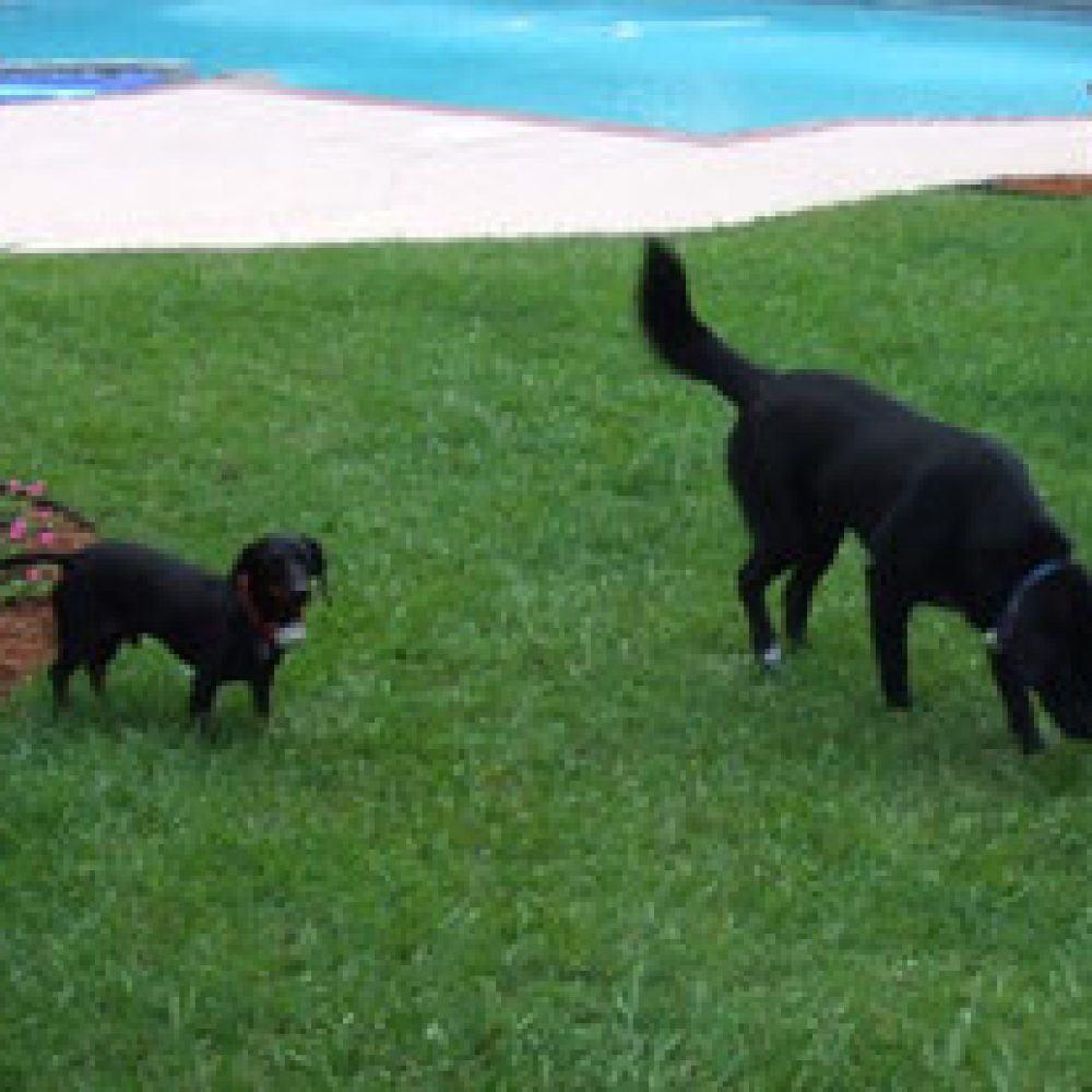two-dogs-safe-inside-their-underground-electronic-fence
